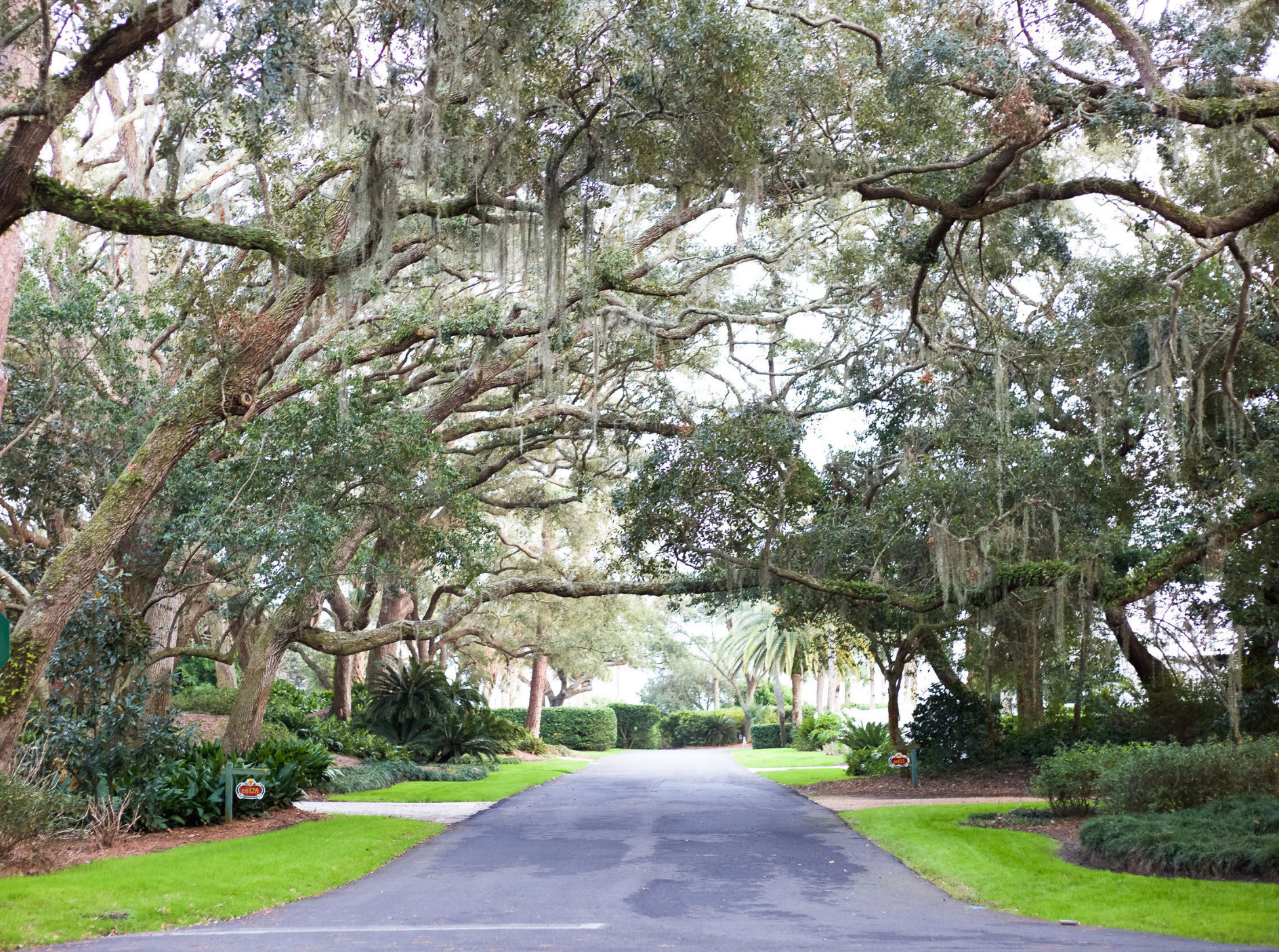 A tree-lined drive at the sea island resort and spa 